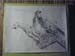 dessin gargouilles gothiques COLOGNE
